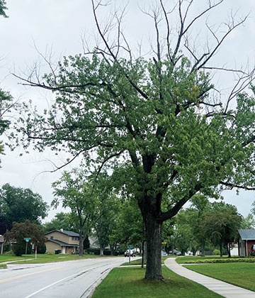 Silver Maple Program